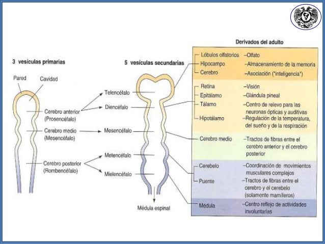 Embriología del sistema nervioso central