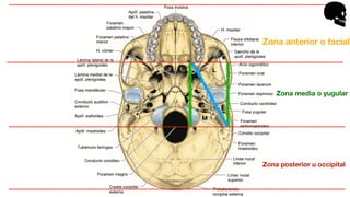 Zona anterior o facial
Zona media o yugular
Zona posterior u occipital
M
L
 