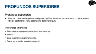 PROFUNDOS SUPERIORES
Profundos superiores
• Base del craneo entre apofisis pterigoides, apófisis estiloides, protuberancia occipital externa
y borde posterior de rama ascendente de la mandíbula
Profundos inferiores
• Plano oblicuo que pasa por el disco intervertebral
• Entre C7-T1
• Cara superior de la primer costilla
• Borde superior del manubrio esternal
 
