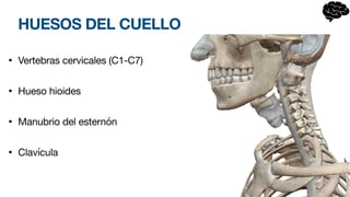 HUESOS DEL CUELLO
• Vertebras cervicales (C1-C7)
• Hueso hioides
• Manubrio del esternón
• Clavícula
 