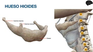 HUESO HIOIDES
Cuerpo
Cuernos menores
Cuernos mayores
C1
C2
C3
C4
C5
C6
C7
 