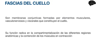 FASCIAS DEL CUELLO
Son membranas conjuntivas formadas por elementos musculares,
vasculonerviosos y viscerales que constituyen el cuello.
Su función radica en la compartimentalización de las diferentes regiones
anatómicas y la contención de los músculos en contracción
 