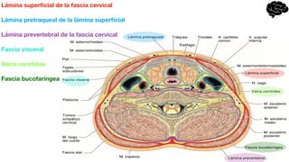 Lámina super
fi
cial de la fascia cervical
Lámina pretraqueal de la lámina super
fi
cial
Lámina prevertebral de la fascia cervical
Fascia visceral
Vaina carotídea
Fascia bucofaríngea
 