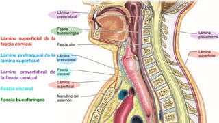 Lámina super
fi
cial de la
fascia cervical
Lámina pretraqueal de la
lámina super
fi
cial
Lámina prevertebral de
la fascia cervical
Fascia visceral
Fascia bucofaríngea
 