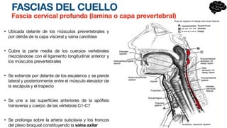 FASCIAS DEL CUELLO
• Ubicada delante de los músculos prevertebrales y
por detrás de la capa visceral y vaina carotídea
• Cubre la parte media de los cuerpos vertebrales
mezclándose con el ligamento longitudinal anterior y
los músculos prevertebrales
• Se extiende por delante de los escalenos y se pierde
lateral y posteriormente entre el músculo elevador de
la escápula y el trapecio
• Se une a las superficies anteriores de la apófisis
transversa y cuerpo de las vértebras C1-C7
• Se prolonga sobre la arteria subclavia y los troncos
del plexo braquial constituyendo la vaina axilar
Fascia cervical profunda (lamina o capa prevertebral)
 