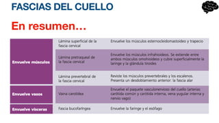 FASCIAS DEL CUELLO
En resumen…
 