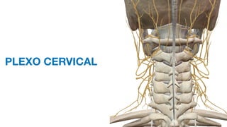 PLEXO CERVICAL
 