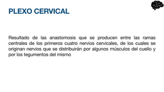 PLEXO CERVICAL
Resultado de las anastomosis que se producen entre las ramas
centrales de los primeros cuatro nervios cervicales, de los cuales se
originan nervios que se distribuirán por algunos músculos del cuello y
por los tegumentos del mismo
 