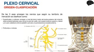 PLEXO CERVICAL
ORIGEN-CLASIFICACIÓN
De las 3 asas emergen los nervios que según su territorio de
inervación se clasifican como:
• Superficiales o cutáneos: emergen a nivel del tercio medio del borde posterior del músculo
esternocleidomastoideo para inervar la piel del cuello, de la pared torácica superior y lateral
y el cuero cabelludo entre el pabellón auricular y la protuberancia occipital externa.
• Profundos o motores
C3
C2
C1
C4
 
