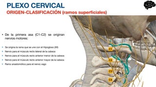 PLEXO CERVICAL
ORIGEN-CLASIFICACIÓN (ramos super
fi
ciales)
• De la primera asa (C1-C2) se originan
nervios motores:
Se origina la rama que se une con el Hipogloso (XII)
Nervio para el músculo recto lateral de la cabeza
Nervio para el músculo recto anterior menor de la cabeza
Nervio para el músculo recto anterior mayor de la cabeza
Ramo anastomótico para el nervio vago
C1
C2
C3
C4
 