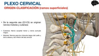 PLEXO CERVICAL
ORIGEN-CLASIFICACIÓN (ramos super
fi
ciales)
• De la segunda asa (C2-C3) se originan
nervios motores y cutáneos
Cutaneos: Nervio occipital menor y nervio auricular
magno
Motores: Nervios para los músculos largos del cuello y
de la cabeza y raíz inferior del asa cervical
C4
C3
C2
C1
 