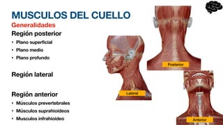 MUSCULOS DEL CUELLO
Generalidades
Región posterior
• Plano superficial
• Plano medio
• Plano profundo
Región lateral
Región anterior
• Músculos prevertebrales
• Músculos suprahioideos
• Musculos infrahioideo Anterior
Lateral
Posterior
 