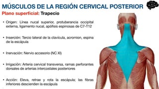 MÚSCULOS DE LA REGIÓN CERVICAL POSTERIOR
• Origen: Línea nucal superior, protuberancia occipital
externa, ligamento nucal, apófisis espin
o­
sas de C7-T12
• Inserción: Tercio lateral de la clavícula, acr
o­
mion, espina
de la escápula
• Inervación: Nervio accesorio (NC XI)
• Irrigación: Arteria cervical transve
r­
sa, ramas perforantes
dorsales de arterias intercostales posteriores
• Acción: Eleva, retrae y rota la escápula; las fibras
inferiores descie
n­
den la escápula
•
Plano super
fi
cial: Trapecio
 