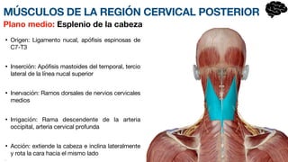 MÚSCULOS DE LA REGIÓN CERVICAL POSTERIOR
• Origen: Ligamento nucal, apófisis espinosas de
C7-T3
• Inserción: Apófisis mastoides del temporal, tercio
lateral de la línea nucal superior
• Inervación: Ramos dorsales de nervios cervicales
medios
• Irrigación: Rama descendente de la arteria
occipital, arteria cervical profunda
• Acción: extiende la cabeza e inclina lateralmente
y rota la cara hacia el mismo lado
•
Plano medio: Esplenio de la cabeza
 