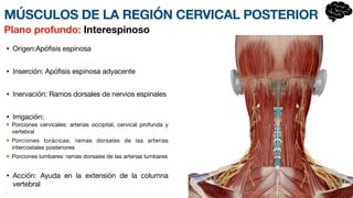 • Origen:Apófisis espinosa
• Inserción: Apófisis espinosa adyacente
• Inervación: Ramos dorsales de nervios esp
i­
nales
• Irrigación:
Porciones cervicales: arterias occipital, cervical profunda y
vertebral
Porciones torácicas: ramas dorsales de las arterias
intercostales posteriores
Porciones lumbares: ramas dorsales de las arterias lumbares
• Acción: Ayuda en la exte
n­
sión de la columna
vertebral
•
Plano profundo: Interespinoso
MÚSCULOS DE LA REGIÓN CERVICAL POSTERIOR
 