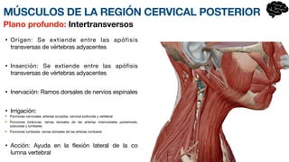 • Origen: Se extiende entre las apófisis
transversas de vértebras adyacentes
• Inserción: Se extiende entre las apófisis
transversas de vértebras ady
a­
centes
• Inervación: Ramos dorsales de nervios esp
i­
nales
• Irrigación:
Porciones cervicales: arterias occipital, cervical profunda y vertebral
Porciones torácicas: ramas dorsales de las arterias intercostales posteriores,
subcostal y lumbares
Porciones lumbares: ramas dorsales de las arterias lumbares
• Acción: Ayuda en la flexión lateral de la c
o­
lumna vertebral
Plano profundo: Intertransversos
MÚSCULOS DE LA REGIÓN CERVICAL POSTERIOR
 