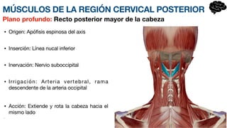 • Origen: Apófisis espinosa del axis
• Inserción: Línea nucal inferior
• Inervación: Nervio suboccipital
• Irrigación: Arteria vertebral, rama
descendente de la arteria occipital
• Acción: Extiende y rota la cabeza hacia el
mismo lado
•
Plano profundo: Recto posterior mayor de la cabeza
MÚSCULOS DE LA REGIÓN CERVICAL POSTERIOR
 