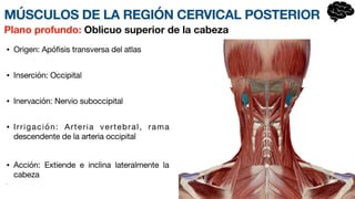 • Origen: Apófisis transversa del atlas
• Inserción: Occipital
• Inervación: Nervio suboccipital
• Irrigación: Arteria vertebral, rama
descendente de la arteria occipital
• Acción: Extiende e inclina lateralmente la
cabeza
•
Plano profundo: Oblicuo superior de la cabeza
MÚSCULOS DE LA REGIÓN CERVICAL POSTERIOR
 