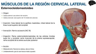 MÚSCULOS DE LA REGIÓN CERVICAL LATERAL
• Origen:
Cabeza esternal: cara anterior del manubrio
Cabeza clavicular: cara superior del 1/3 medial de la clavícula
• Inserción: Cara lateral de la apófisis mastoides; mitad lateral de la
línea nucal superior del occ
i­
pital
• Inervación: Nervio accesorio (NC XI)
• Irrigación: Rama esternocleidomastoidea de las arterias tiroidea
sup
e­
rior y occipital, rama muscular de la arteria supraescapular,
rama occipital de la arteria auricular posterior
• Acción:
Bilateralmente: flexiona la cabeza, eleva el tórax
Unilateralmente: gira la cara hacia el lado opuesto
Esternocleidomastoideo
 