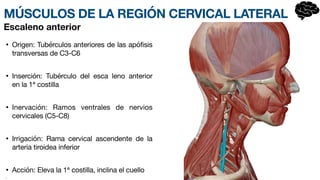 MÚSCULOS DE LA REGIÓN CERVICAL LATERAL
• Origen: Tubérculos anteriores de las apófisis
transversas de C3-C6
• Inserción: Tubérculo del esc
a­
leno anterior
en la 1ª costilla
• Inervación: Ramos ventrales de nervios
cervicales (C5-C8)
• Irrigación: Rama cervical asce
n­
dente de la
arteria tiroidea inferior
• Acción: Eleva la 1ª costilla, inclina el cuello
•
Escaleno anterior
 
