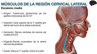 MÚSCULOS DE LA REGIÓN CERVICAL LATERAL
• Origen: Tubérculos posteriores de las
apófisis transversas de C2-C7
• Inserción: Cara superior de la 1ª costilla (por
detrás del surco de la arteria subclavia)
• Inervación: Ramos ventrales de nervios ce
r­
vicales (C3-C7)
• Irrigación:Ramas musculares de la arteria
cervical asce
n­
dente
• Acción: Eleva la 1ª costilla, inclina el cuello
•
Escaleno medio
 
