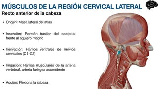 MÚSCULOS DE LA REGIÓN CERVICAL LATERAL
• Origen: Masa lateral del atlas
• Inserción: Porción basilar del occipital
frente al agujero magno
• Inervación: Ramos ventrales de nervios
ce
r­
vicales (C1-C2)
• Irrigación: Ramas musculares de la arteria
vertebral, arteria faríngea asce
n­
dente
• Acción: Flexiona la cabeza
•
Recto anterior de la cabeza
 