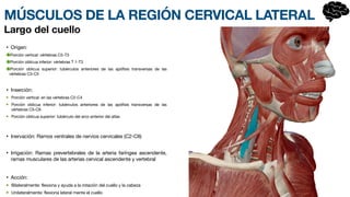 MÚSCULOS DE LA REGIÓN CERVICAL LATERAL
• Origen:
Porción vertical: vértebras C5-T3
Porción oblicua inferior: vértebras T 1-T3
Porción oblicua superior: tubérculos anteriores de las apófisis tran
s­
versas de las
vértebras C3-C5
• Inserción:
Porción vertical: en las vértebras C2-C4
Porción oblicua inferior: tubérc
u­
los anteriores de las apófisis transversas de las
vértebras C5-C6
Porción oblicua superior: tubé
r­
culo del arco anterior del atlas
• Inervación: Ramos ventrales de nervios ce
r­
vicales (C2-C8)
• Irrigación: Ramas prevertebrales de la arteria faríngea ascendente,
ramas musculares de las arterias cervical ascendente y vertebral
• Acción:
Bilateralmente: flexiona y ayuda a la rotación del cuello y la cabeza
Unilateralmente: flexiona latera
l­
mente el cuello
Largo del cuello
 