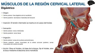 MÚSCULOS DE LA REGIÓN CERVICAL LATERAL
• Origen:
Vientre anterior: fosa digástrica de la mand
í­
bula
Vientre posterior: escot
a­
dura mastoidea del temporal
• Inserción: El tendón interm
e­
dio se inserta en el cuerpo del hioides
• Inervación:
Vientre anterior: nervio milohioideo
Vientre posterior: nervio facial
• Irrigación:
Vientre anterior: ramas de la arteria submentoniana
Vientre posterior: ramas musculares de la art
e­
ria auricular posterior, ramas
musculares de la arteria occipital
• Acción: Eleva el hioides y la base de la lengua, fija el hioides, abre
la boca mediante el descenso de la mandíbula
•
Digástrico
 