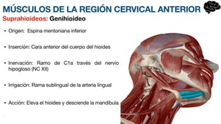 • Origen: Espina mentoniana inferior
• Inserción: Cara anterior del cuerpo del hio
i­
des
• Inervación: Ramo de C1a través del ne
r­
vio
hipogloso (NC XII)
• Irrigación: Rama sublingual de la arteria lingual
• Acción: Eleva el hioides y desciende la mandíbula
•
Suprahioideos: Genihioideo
MÚSCULOS DE LA REGIÓN CERVICAL ANTERIOR
 