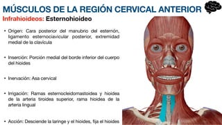 • Origen: Cara posterior del man
u­
brio del esternón,
lig
a­
mento esternociavicular posterior, extremidad
medial de la clavícula
• Inserción: Porción medial del borde inferior del cuerpo
del hio
i­
des
• Inervación: Asa cervical
• Irrigación: Ramas esternocleidomastoidea y hioidea
de la arteria tiroidea superior, rama hioidea de la
arteria lingual
• Acción: Desciende la laringe y el hioides, fija el hioides
Infrahioideos: Esternohioideo
MÚSCULOS DE LA REGIÓN CERVICAL ANTERIOR
 
