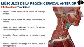 • Origen: Línea oblicua en la lámina del cartílago
tiroides
• Inserción: Borde inferior del cuerpo y asta mayor del
hioides
• Inervación: Ramo tirohioideo del nervio C1 a través
del ne
r­
vio hipogloso (NC XII)
• Irrigación: Rama hioidea de la arteria tiroidea
superior
• Acción: Desciende la laringe y el hioides, eleva el
cartílago tiroides
Infrahioideos: Tirohioideo
MÚSCULOS DE LA REGIÓN CERVICAL ANTERIOR
 