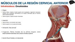 • Origen:
Vientre inferior: desde el borde superior de la escápula y ligamento transverso
superior de la escápula, termina
n­
do en el tendón inte
r­
medio bajo el músculo
esternocleidomastoideo
Vientre superior: desde el tendón intermedio
• Inserción:
Vientre inferior: en el tendón inte
r­
medio
Vientre superior: en el cuerpo del hioides
• Inervación: Asa cervical
• Irrigación: Rama hioidea de la arteria lingual, rama
esternocleidomasto
i­
dea de la arteria tiroidea superior
• Acción:Fija el hioides y lo desciende
•
Infrahioideos: Omohioideo
MÚSCULOS DE LA REGIÓN CERVICAL ANTERIOR
 