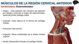 • Origen: Cara posterior del man
u­
brio del esternón
por debajo y profundo al origen del esternohioideo,
borde del primer cartílago costal
• Inserción: Línea oblicua en la lámina del cart
í­
lago
tiroides
• Inervación: Asa cervical
• Irrigación: Rama cricotiroidea de la arteria tiroidea
superior
• Acción: Desciende la laringe y el cartílago tiroides
Infrahioideos: Esternotiroideo
MÚSCULOS DE LA REGIÓN CERVICAL ANTERIOR
 