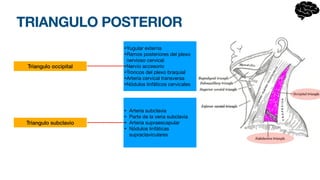 TRIANGULO POSTERIOR
Triangulo occipital
Triangulo subclavio
•Yugular externa
•Ramos posteriores del plexo
nervioso cervical
•Nervio accesorio
•Troncos del plexo braquial
•Arteria cervical transversa
•Nódulos linfáticos cervicales
• Arteria subclavia
• Parte de la vena subclavia
• Arteria supraescapular
• Nódulos linfáticas
supraclaviculares
 