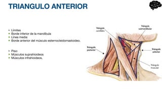 TRIANGULO ANTERIOR
• Límites
Borde inferior de la mandíbula
Línea media
Borde anterior del músculo esternocleidomastoideo.
• Piso:
Músculos suprahioideos
Músculos infrahioideos.
 