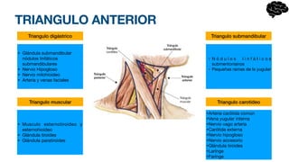 TRIANGULO ANTERIOR
Triangulo digástrico
Triangulo muscular Triangulo carotídeo
Triangulo submandibular
• Glándula submandibular
nódulos linfáticos
submandibulares
• Nervio Hipogloso
• Nervio milohioideo
• Arteria y venas faciales
• Musculo esternotiroideo y
esternohioideo
• Glándula tiroides
• Glándula paratiroides
• N ó d u l o s l i n f á t i c o s
submentonianos
• Pequeñas ramas de la yugular
•Arteria carótida común
•Vena yugular interna
•Nervio vago arteria
•Carótida externa
•Nervio hipogloso
•Nervio accesorio
•Glándula tiroides
•Larínge
•Farínge
 