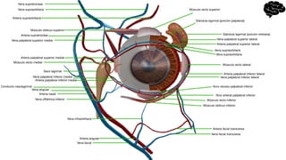 Vena supraorbitaria
Arterra supraorbitaria
Músculo recto medial
Saco lagrimal
Vena angular
Arteria nasal
Vena facial
Vena facial transversa
Arteria facial transversa
Músculo recto inferior
Arco arterial palpebral inferior
Arco venoso palpebral inferior
Músculo recto lateral
Vena supraorbitaria
Vena supraorbitaria
Glándula lagrimal (porción orbitaria)
Músculo recto superior
Arteria supratroclear
Vena supratroclear
Vena oftálmica inferior
Arteria angular
Músculo oblicuo superior
Glándula lagrimal (porción palpebral)
Músculo oblicuo inferior
Vena infraorbitaria
Vena palpebral superior medial
Arteria palpebral superior medial
Vena palpebral superior lateral
Arteria palpebral superior lateral
Arteria palpebral inferior lateral
Vena palpebral inferior lateral
Arteria palpebral inferior medial
Vena palpebral inferior medial
Conducto nasolagrimal
 