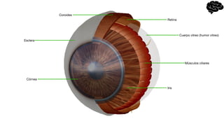 Córnea
Iris
Músculos ciliares
Esclera
Cuerpo vitreo (humor vitreo)
Coroides
Retina
 