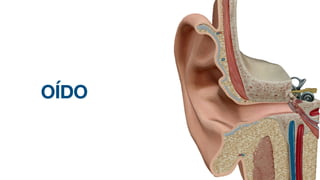OÍDO
 