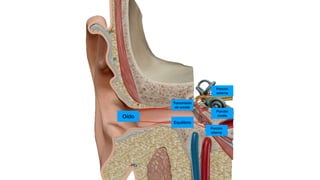 Oído
Equilibrio
Transmisión
de sonido
Porción
media
Porción
externa
Porción
interna
 