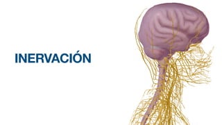 INERVACIÓN
 