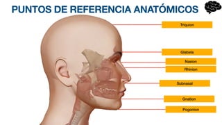 PUNTOS DE REFERENCIA ANATÓMICOS
Gnation
Subnasal
Rhinion
Nasion
Glabela
Triquion
Pogonion
 