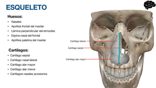 ESQUELETO
Huesos:
• Nasales
• Apofisis frontal del maxilar
• Lámina perpendicular del etmoides
• Espina nasal del frontal
• Apófisis palatina del maxilar
Cartilagos:
• Cartílago septal
• Cartílago nasal lateral
• Cartílago alar mayor
• Cartílago alar menor
• Cartilagos nasales accesorios
Cartílago alar mayor
Cartílago lateral
Cartílago septal
 