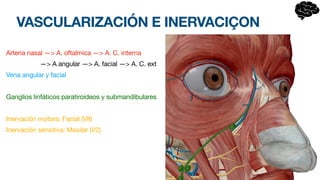 VASCULARIZACIÓN E INERVACIÇON
Arteria nasal —> A. oftalmica —> A. C. interna
—> A angular —> A. facial —> A. C. ext
Vena angular y facial
Ganglios linfáticos paratiroideos y submandibulares
Inervación motora: Facial (VII)
Inervación sensitiva: Maxilar (V2)
 