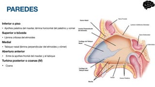 PAREDES
Inferior o piso
• Apofisis palatina del maxilar, lámina horizontal del palatino y vomer
Superior o bóveda
• Lámina cribosa del etmoides
Medial
• Tabique nasal (lámina perpendicular del etmoides y vómer)
Abertura anterior
• Entre la apofisis frontal del maxilar y el tabique
Turbina posterior o coanas (IV)
• Coana
 