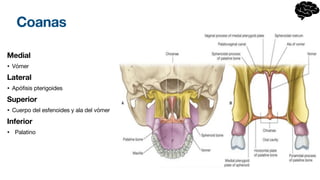 Coanas
Medial
• Vómer
Lateral
• Apófisis pterigoides
Superior
• Cuerpo del esfenoides y ala del vómer
Inferior
• Palatino
 