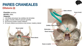 PARES CRANEALES
Olfatorio (I)
-Función: sensitiva
-Acción: olfato
-Trayecto
1. Los
fi
letes atraviesan las celdillas del etmoides
2. Llegan al bulbo olfatorio (porción gordita)
3. Se forma la cintila o tracto olfatorio
4. El tracto olfatorio se divide en dos ramas: medial y lateral
Hueso frontal
Hueso occipital
Hueso temporal
Bulbo olfatorio
Cintilla o tracto olfatorio
Rama medial
Rama lateral
Esfenoides
 