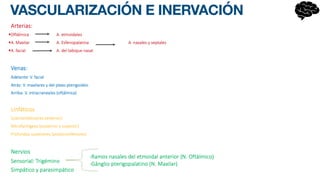 VASCULARIZACIÓN E INERVACIÓN
 