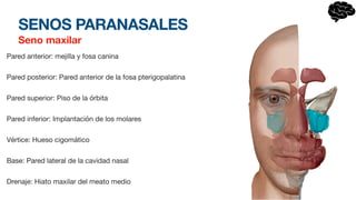 SENOS PARANASALES
Seno maxilar
Pared anterior: mejilla y fosa canina
Pared posterior: Pared anterior de la fosa pterigopalatina
Pared superior: Piso de la órbita
Pared inferior: Implantación de los molares
Vértice: Hueso cigomático
Base: Pared lateral de la cavidad nasal
Drenaje: Hiato maxilar del meato medio
 