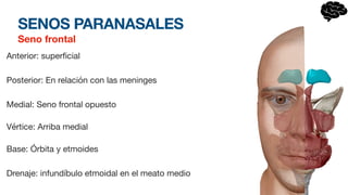 SENOS PARANASALES
Seno frontal
Anterior: super
fi
cial
Posterior: En relación con las meninges
Medial: Seno frontal opuesto
Vértice: Arriba medial
Base: Órbita y etmoides
Drenaje: infundíbulo etmoidal en el meato medio
 